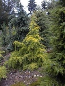 Cedrus "Vinks Gold"