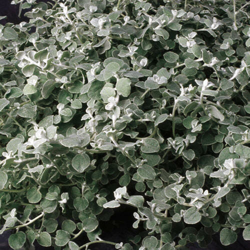 Helichrysum "Liquorice Plant"