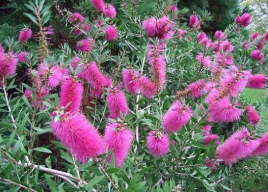 Callistemon "Reeves Pink"