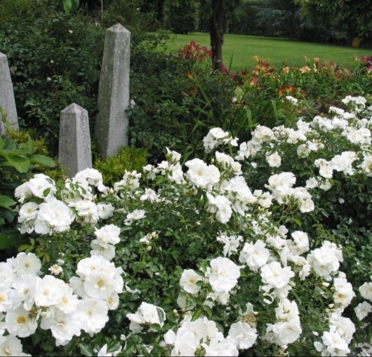 White Carpet Rose