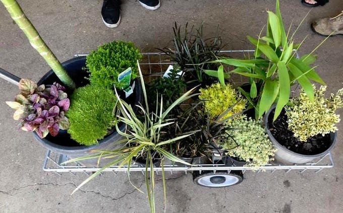 A variety of potted plants on a metal cart, inspired by a Japanese Garden Makeover, with someone's feet visible at the top of the image.