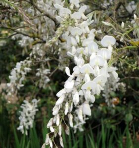 Wisteria Brachybotrys "Shiro-Kapitan"