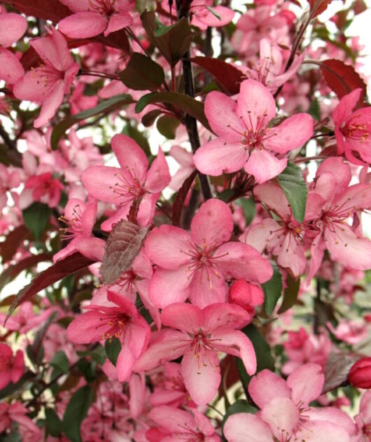 Close-up of pink Malus 'Royal Raindrops™' Crab Apple cherry blossoms with green leaves.