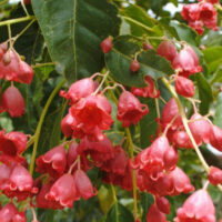 Brachychiton "Jerilderie Red"