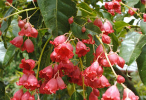 Brachychiton "Jerilderie Red"