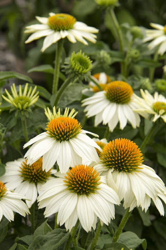 A cluster of white Echinacea 'Pow Wow White' Coneflower 6" Pot flowers with prominent orange centers in a garden.