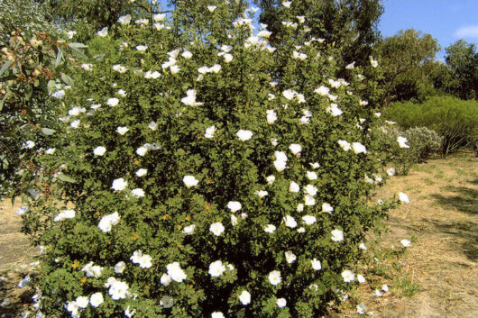 Alyogyne "White Native Hibiscus"