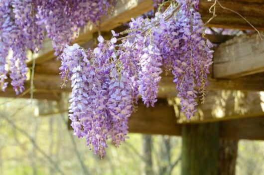 Wisteria 'Showa Beni' blooms hanging from a wooden trellis.