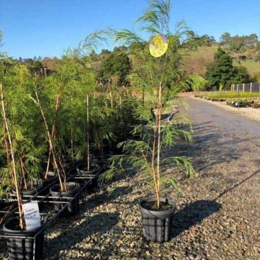 Potted Acacia 'Green Screen' trees lined up on a gravel path at a nursery with trees in the background under a clear sky, each in 13" pots.