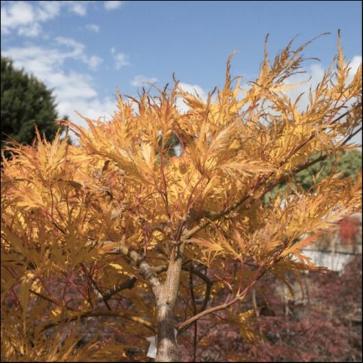 A close-up of an Acer 'Green Globe' Japanese Maple tree with golden leaves against a blue sky with some clouds.
