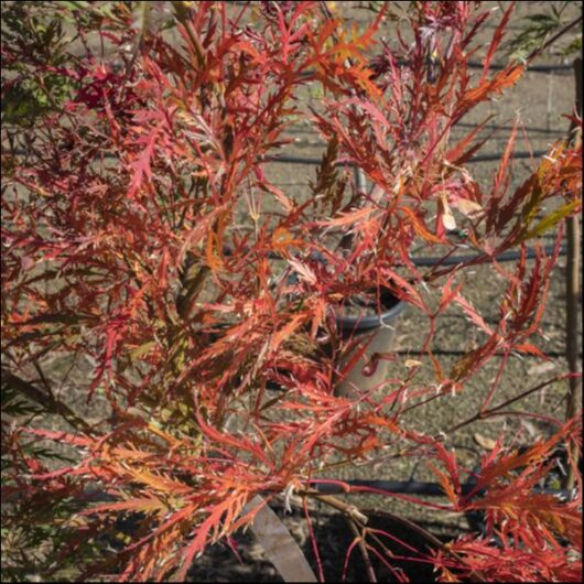 A Japanese Maple with narrow, jagged red and orange leaves stands in front of a wire fence. A potted Acer 'Green Globe' Japanese Maple is visible in the background.