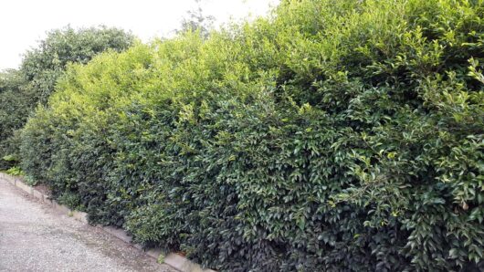 A lush, dense green hedge of Acmena 'Sublime' Lilly Pilly lines the gravel path.