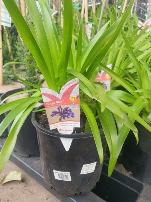 A potted plant with long green leaves sits in an 8" pot, sporting a label that reads "Agapanthus 'Bingo Blue' 8" Pot." This label provides detailed plant care information and features an image of Agapanthus' vibrant purple flowers.