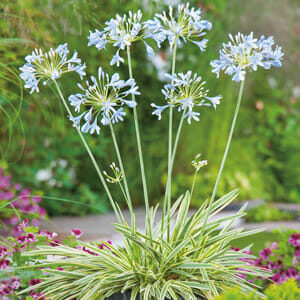 Agapanthus "Tinkerbell"