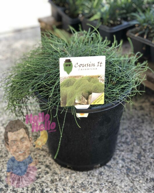 A Casuarina 'Cousin It' 8" Pot, placed on a sidewalk, adorned with a label and decorative stickers depicting a cartoon face and the text "hello.