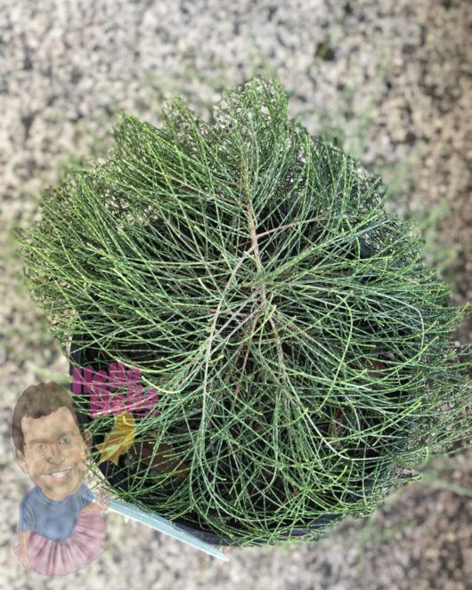 Top view of a Casuarina 'Cousin It' 8" Pot with dense, thin green leaves, placed on a speckled surface with two illustrated human face cutouts near the bottom.