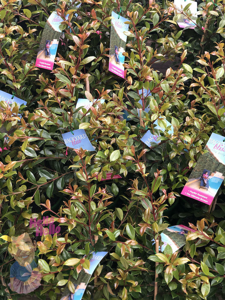 Lilly Pilly Backyard Bliss 10 Pot Hello Hello Plants Garden