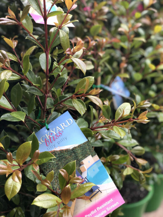 A tag on a potted Syzygium 'Backyard Bliss' Lilly Pilly 8" Pot plant, highlighting its features for potential buyers at a garden center.