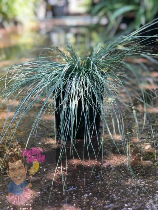 Blue Fescue Grass 6" Pot @ Hello Hello Plants