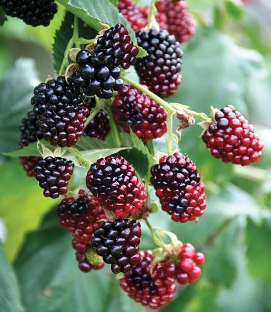 Rubs Fruiting Boysenberry