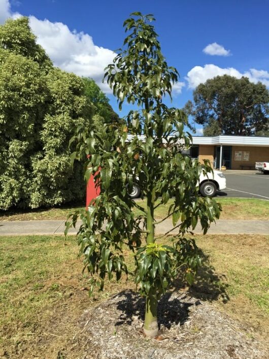 Brachychiton 'Jerilderie Red' Flame Tree 16" Pot with glossy leaves planted in an open grassy area on a sunny day with a partly cloudy sky, buildings and a parked vehicle in the background.
