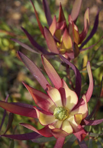 Leucadendron "Fireglow"