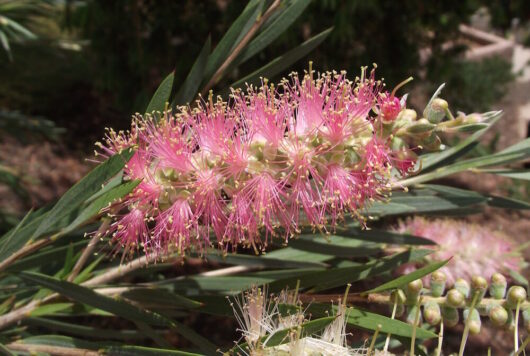 Callistemon 'Reeves Pink' 6" Pot flowers in bloom with surrounding green foliage.