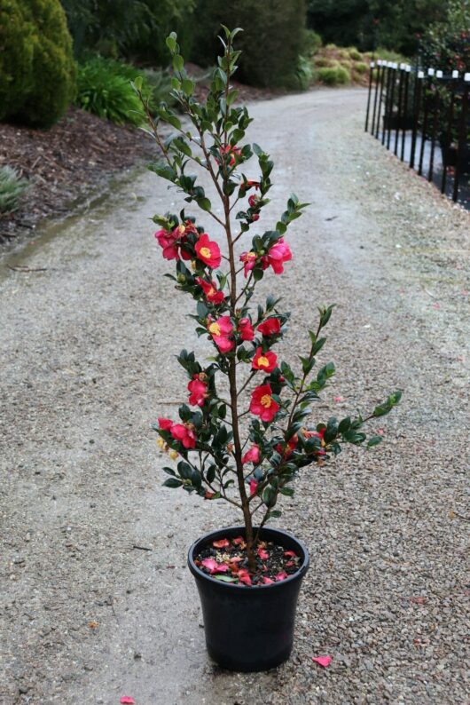 A Camellia sasanqua 'Yuletide' 10" Pot with vibrant pink flowers, positioned on a garden path surrounded by lush greenery.