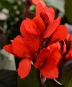 Vibrant scarlet Canna Lily 'Tropical Bronze Scarlet' 6" Pot flowers in bloom against a blurred green background.