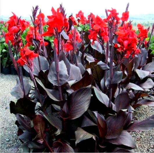 A vibrant display of Canna Lily 'Tropical Bronze Scarlet' 6" Pot canna lilies with dark burgundy foliage, growing in an outdoor garden setting.