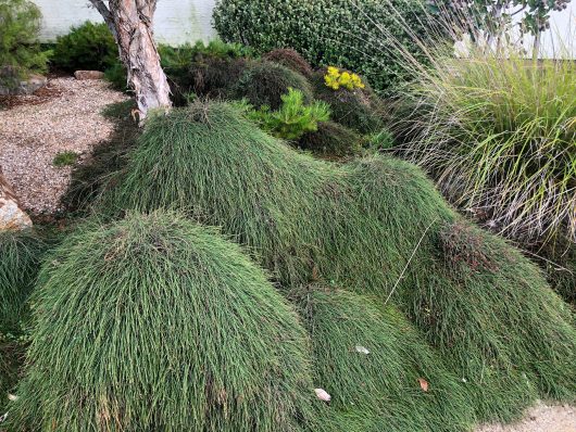 A garden features large, green, mounded bushes and ornamental grasses with a gravel area and a Casuarina tree in the background. In the foreground, a Casuarina 'Cousin It' 8" Pot cradles a unique Cousin It plant, adding an eye-catching touch to the serene scene.