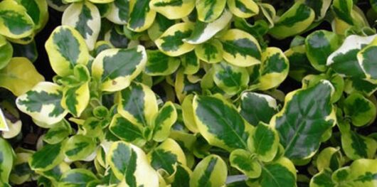 Variegated green and gold leaves of a Coprosma 'Green and Gold' plant in a 6" pot.