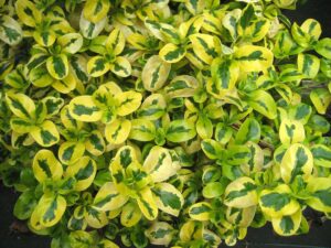 Coprosma "Green & Gold"