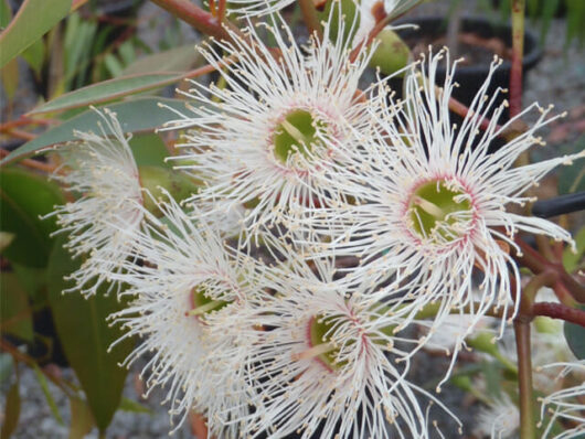 Close-up of white Corymbia 'Snowflake' Grafted Gum 8" Pot flowers with fluffy stamens, surrounded by green leaves.