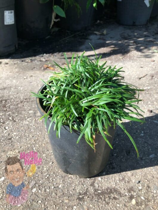 Dwarf Mondo Grass 6" Pot *Freshly Potted* @ Hello Hello Plants