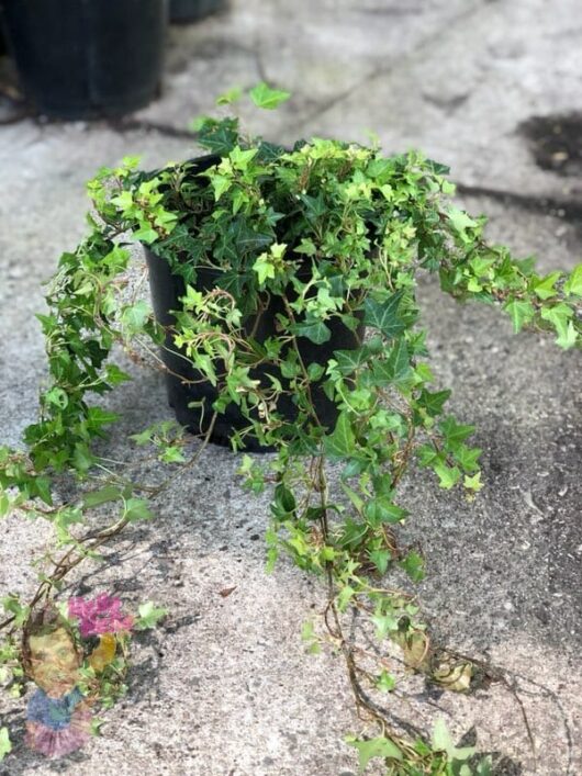 English Ivy 8" Pot @ Hello Hello Plants