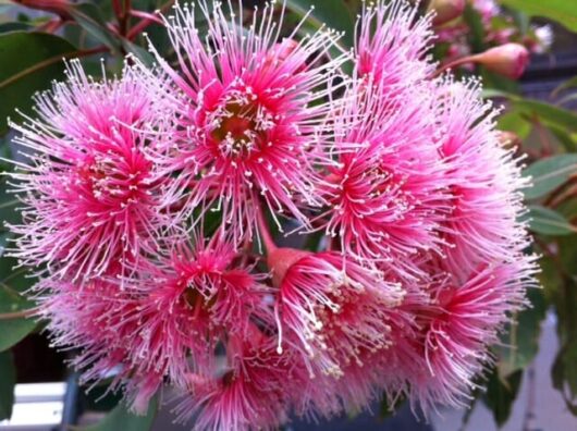 Corymbia Ficifolia "Fairy Floss"