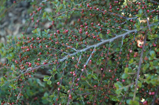 Cotoneaster "Rockspray Cotoneaster"