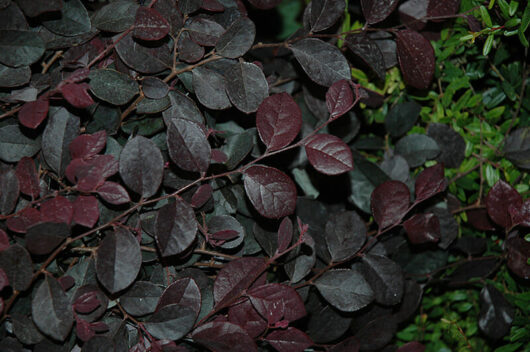 Loropetalum "Purple Prince"