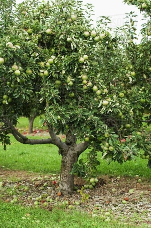 An apple tree, abundant with Malus 'Granny Smith' Apples, stands majestically in a grassy orchard, some of its green treasures sprinkled on the ground below.