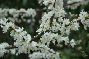 Clusters of white blossoms on a Cercis 'White Eastern Redbud' 13" Pot shrub against a blurred green background.