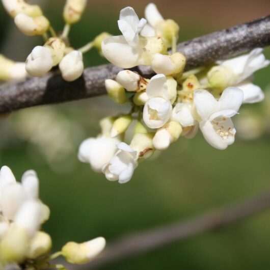 Cercis 'White Eastern Redbud'