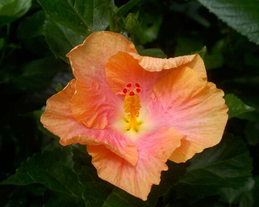 Hibiscus "Catavki"