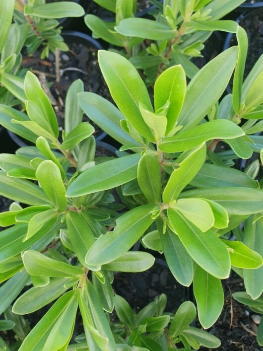 Hebe 'Wiri Image' 6" Pot