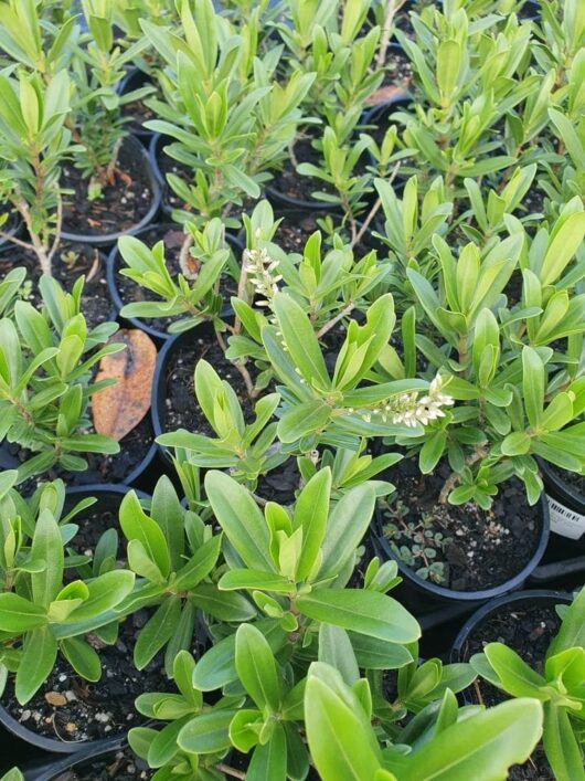 Hebe 'Wiri Image' 6" Pot