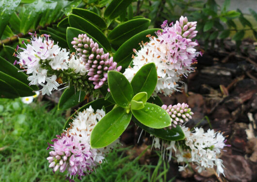 Blooming white and pink Hebe 'Oratia Beauty' 6" Pot flowers with dewdrops on dark green foliage.