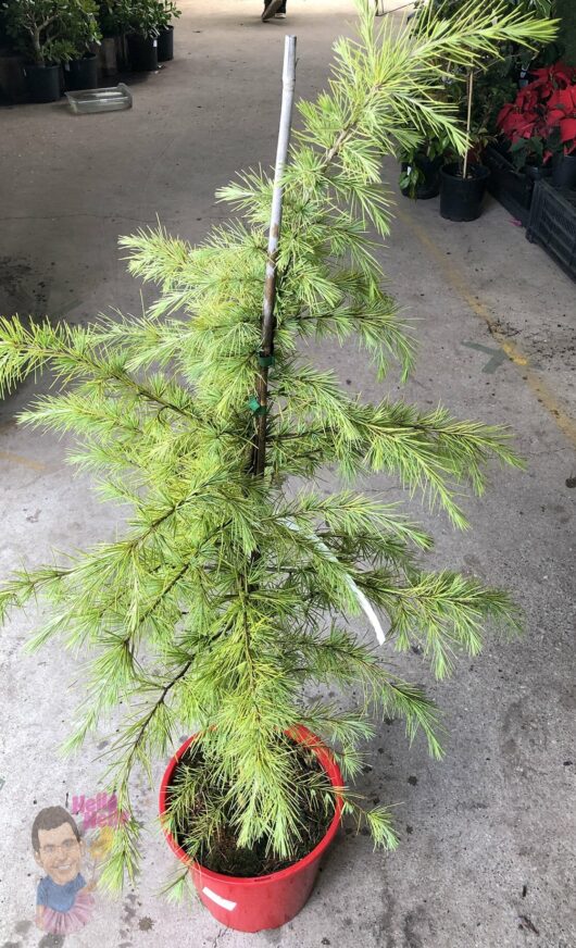 Cedrus 'Himalayan Golden Cedar' Tree 10" Pot