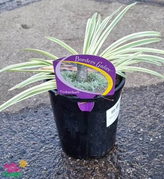 Agapanthus 'Tinkerbell' 6" Pot