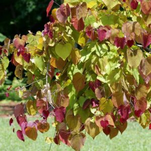 Hello Hello Plants Nursery Campbellfield Melbourne Victoria Australia Cercis canadensis Flame flamethrower foliage red and green no logo