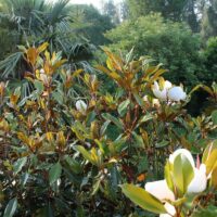 Hello Hello Plants Nursery Campbellfield Melbourne Victoria Australia Magnolia grandiflora Kay Parris group